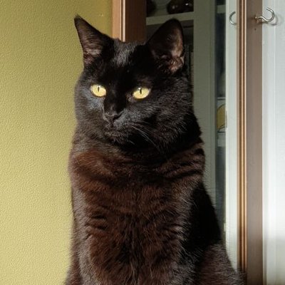 Fred D King - Twitter Profile Picture of Fred D King (@Fred_da_sparrow) on Twitter