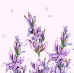 Profile Picture of Lav Violet (@lav.violet.2024) on Facebook