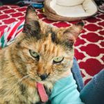 Profile Picture of Dominique Wilkes (@catlover_6_3) on Instagram