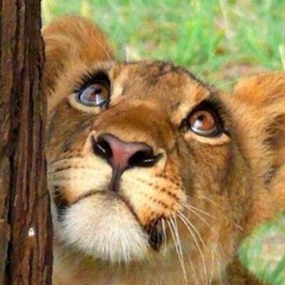 Profile Picture of J Stanghellini (@stanghellini) on Twitter