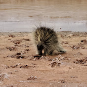 Profile Picture of David McGee (@davidmcgee1716) on Youtube