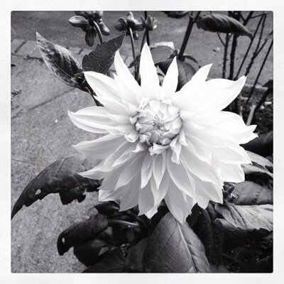 Profile Picture of Crystal Forest (@crystalrforest) on Twitter