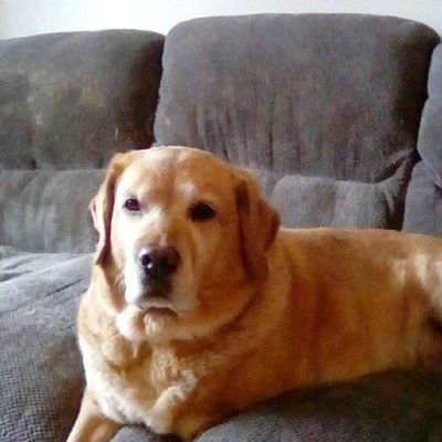 Profile Picture of Pam Bone (@PamBone11) on Twitter