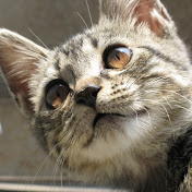 Profile Picture of Zachary Wang (@zacharywang5350) on Youtube