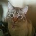 Profile Picture of Carole Chandler (@samsassy) on Pinterest