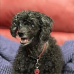 Profile Picture of Joanne Milson-Comerford (@milsoncomerford) on Instagram