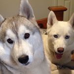 Profile Picture of Jake, Luna & Kye (@gameofhuskies) on Instagram