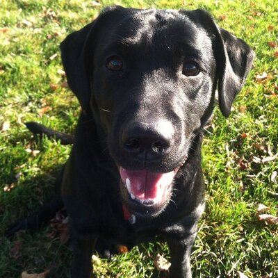 Profile Picture of Joe Sinelli (@jsdexter59) on Twitter