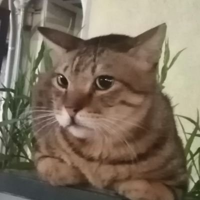 Profile Picture of Julia Jen (@juliajentaiwan) on Twitter