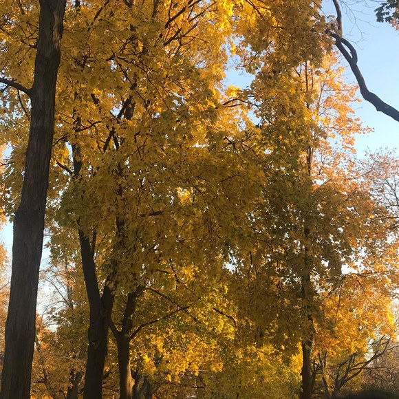 Profile Picture of Lamu Lamu (@lamulamu) on Poshmark