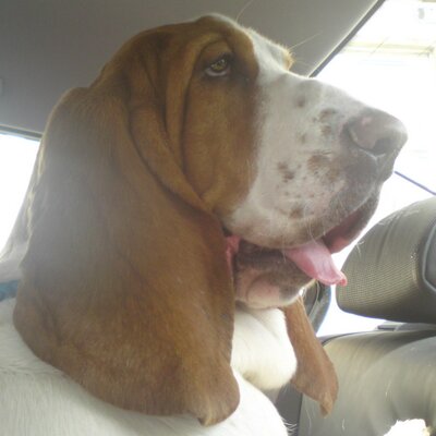 Profile Picture of BC (@CalderBarry) on Twitter