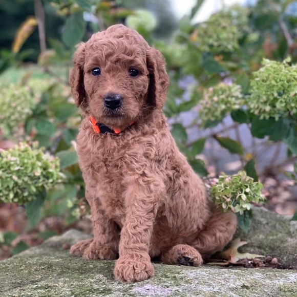 Profile Picture of Madison Machmer (@madisonmachmer) on Poshmark