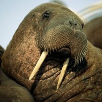 Profile Picture of Dennis Mcdermott (@dennis-mcdermott-14) on Quora