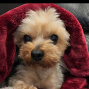 Profile Picture of DAVID CHON (@davidchon1971) on Youtube