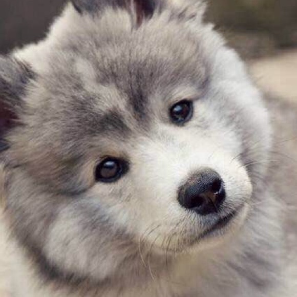 Leean Gilbaugh - Poshmark Profile Picture of Leean Gilbaugh (@chaostornado) on Poshmark