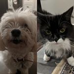 Profile Picture of banffy and niko (@banffy_and_niko) on Instagram