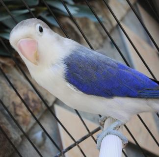 Profile Picture of Kevin Birds (@kevin.birds.14) on Facebook