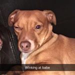 Profile Picture of theodore levy🐾 (@theodoreroseveltlevy) on Instagram