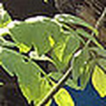 Profile Picture of kim ahlborn (@kimO.O) on Flickr