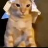 Profile Picture of Matthew Perez (@@matthew231) on Tiktok