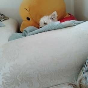 Profile Picture of Joe Dann (@JoeDanna16) on Twitter