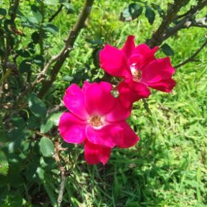 Profile Picture of Steven McVay (@StevenMcVay6) on Twitter