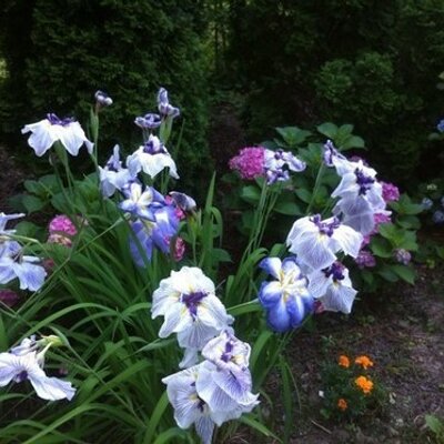 Profile Picture of Joseph ZEBLEY (@JWZIIIMD) on Twitter