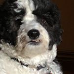 Profile Picture of Joseph D'avanzo (@joe_davanzo) on Instagram