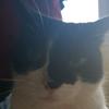 Profile Picture of scampi the cat (@@jasonblowers) on Tiktok