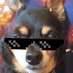 🌴Mischa🌴 - Instagram Profile Picture of 🌴Mischa🌴 (@beverlyhillschihuahua) on Instagram