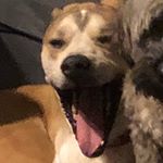 Profile Picture of Joseph Franzese (@purple_dog_pistol_rifle) on Instagram