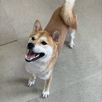 Profile Picture of こてつ⚠︎︎豆柴生まれの柴犬育ち (@cotetsu_0812) on Instagram