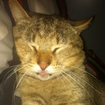 Profile Picture of Nicholas Roark (@roark_nick) on Twitter