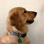 Profile Picture of Giselle Thompson (@doodlepuppytx) on Instagram