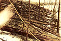 Profile Picture of Tunguska eventon Wikipedia
