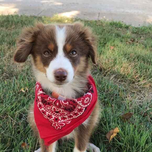 Profile Picture of Kolby Stallman (@kolbystallman) on Poshmark