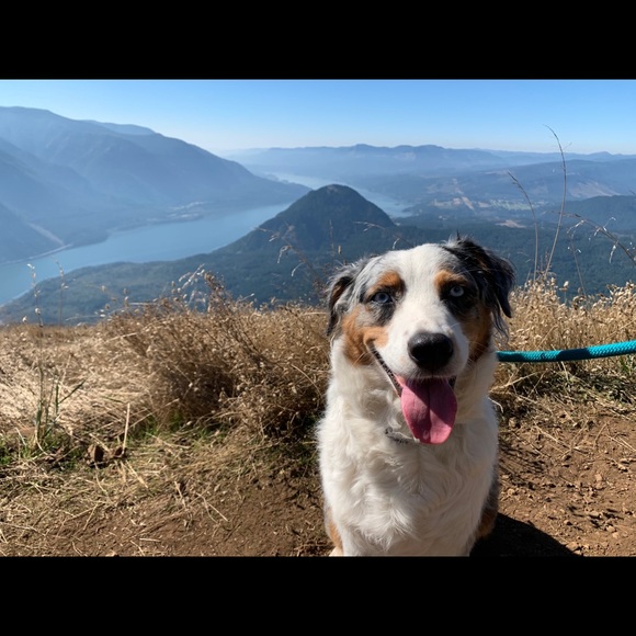 Profile Picture of Rachel Ohnemus (@rachelohnemus) on Poshmark