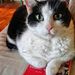 Profile Picture of Maureen Cawley (@mcawleymc) on Pinterest