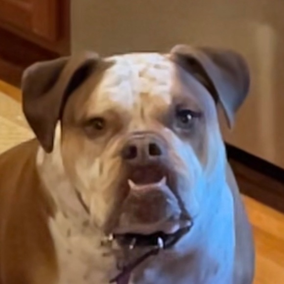 Profile Picture of Daniel Yon (@jme202) on Poshmark