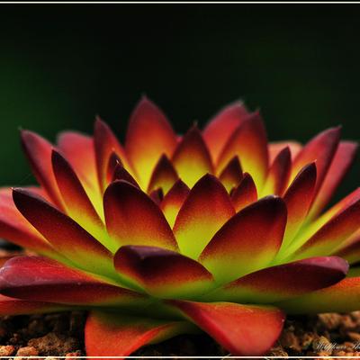 Profile Picture of Sun Kyu Song (@songKevin) on Twitter