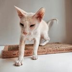 Profile Picture of Петербургский сфинкс Кокос 🥥 (@koko_sphynx) on Instagram