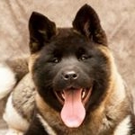 Profile Picture of Ольга Шилина (@north_ray_british) on Instagram