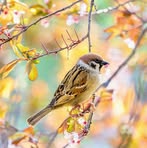 Profile Picture of Anshika Sharma (@Anshika-Sharma) on Facebook