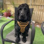 Profile Picture of Jasmine Pike (@charlie_boi_thecockerspaniel) on Instagram