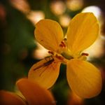 Profile Picture of ℭ𝔞𝔪𝔦𝔩𝔬 (@camilo_carrera_romero) on Instagram