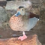 Profile Picture of legally called niña (@fern_instead) on Instagram