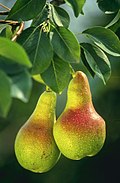 Profile Picture of Pear - Wikipedia, the free encyclopediaon Wikipedia