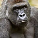 Profile Picture of Richard Manchester (@richard_manchester) on Instagram