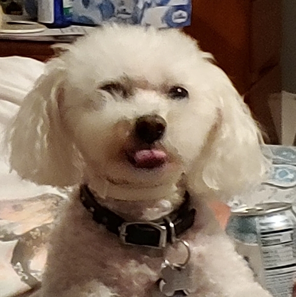 Profile Picture of Sueanne Toomey (@sueannetoomey3) on Poshmark