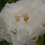 Profile Picture of Nancy Horisk-Sherr (@n_horisk_sherr) on Instagram